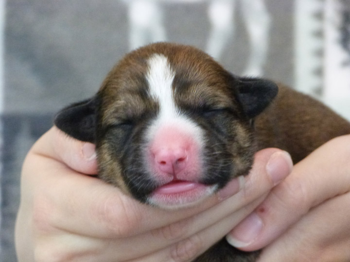 chinook puppy